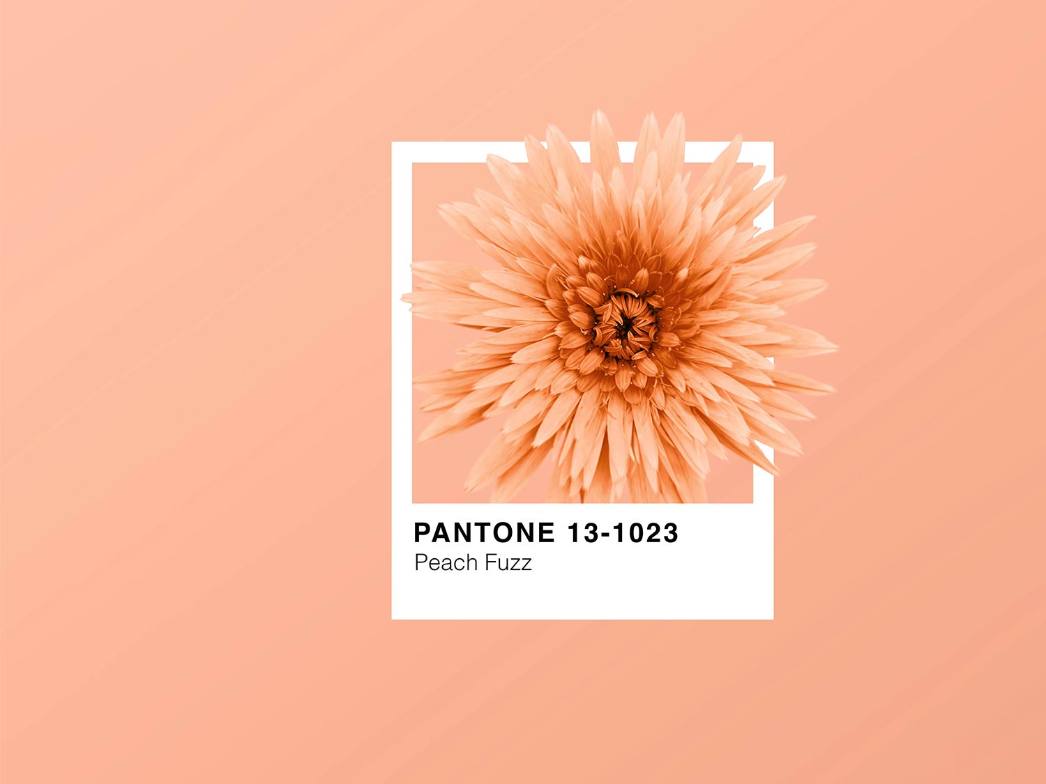 Pantone Color of the Year: Was hat Pantone mit Mode zu tun?